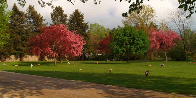 Floral Lawn 4